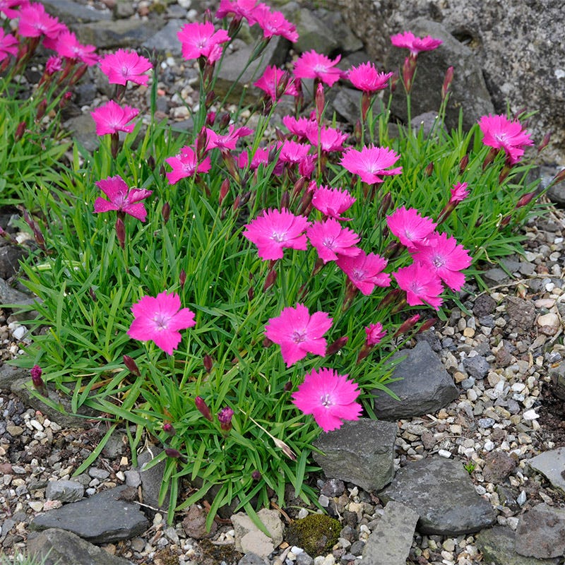Kahori® Pink Dianthus - Image 4