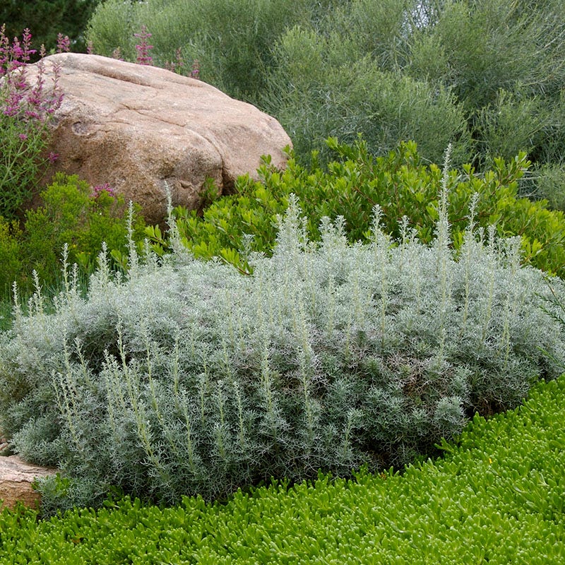 Drought Resistant Groundcover Collection - Image 3