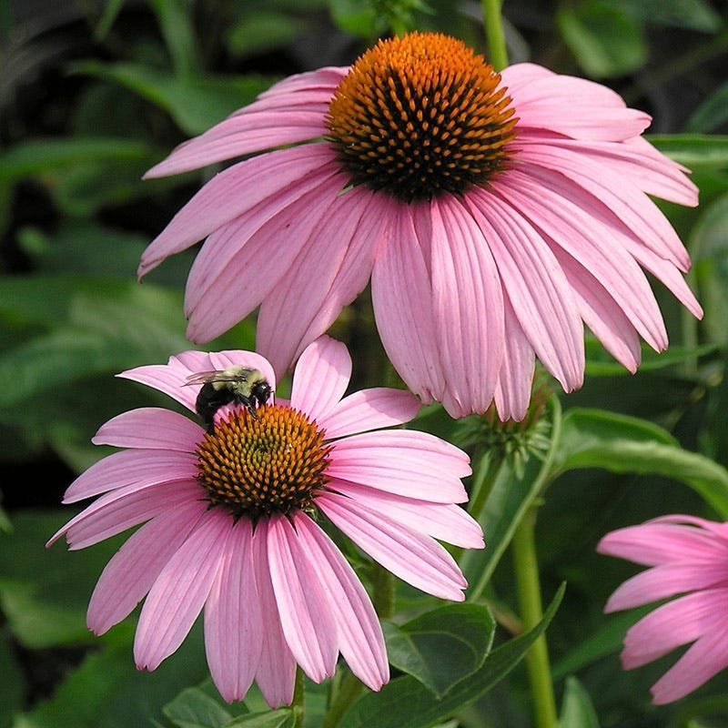 Pollinator Paradise Pre-Planned Garden - Image 6