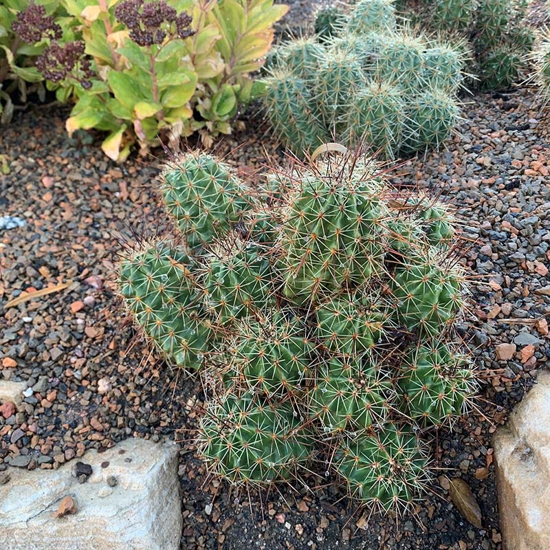 Kingcup Cactus (Echinocereus) - Image 2