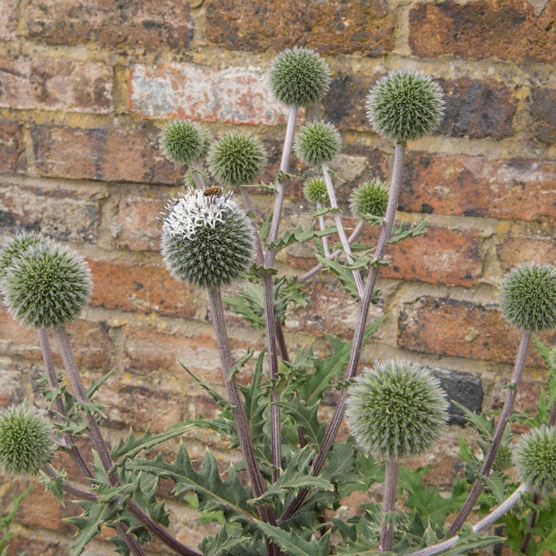 Star Frost Echinops - Image 3