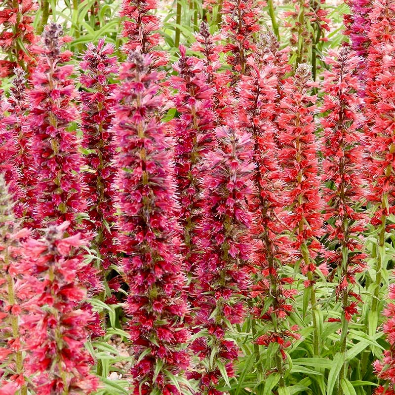 Red Feathers (Echium) - Image 2