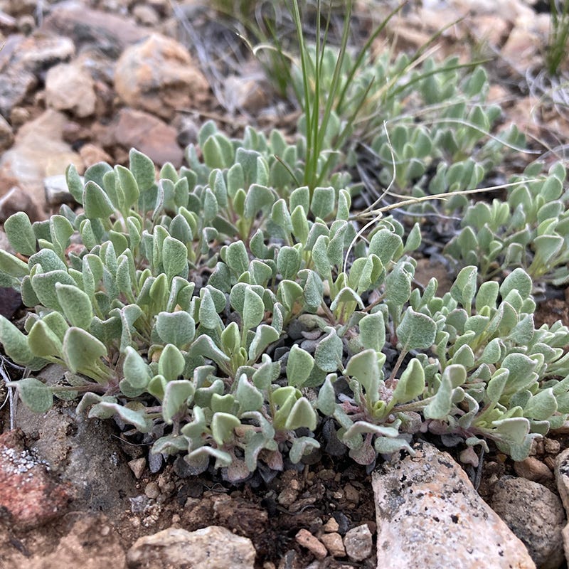 Cushion Buckwheat