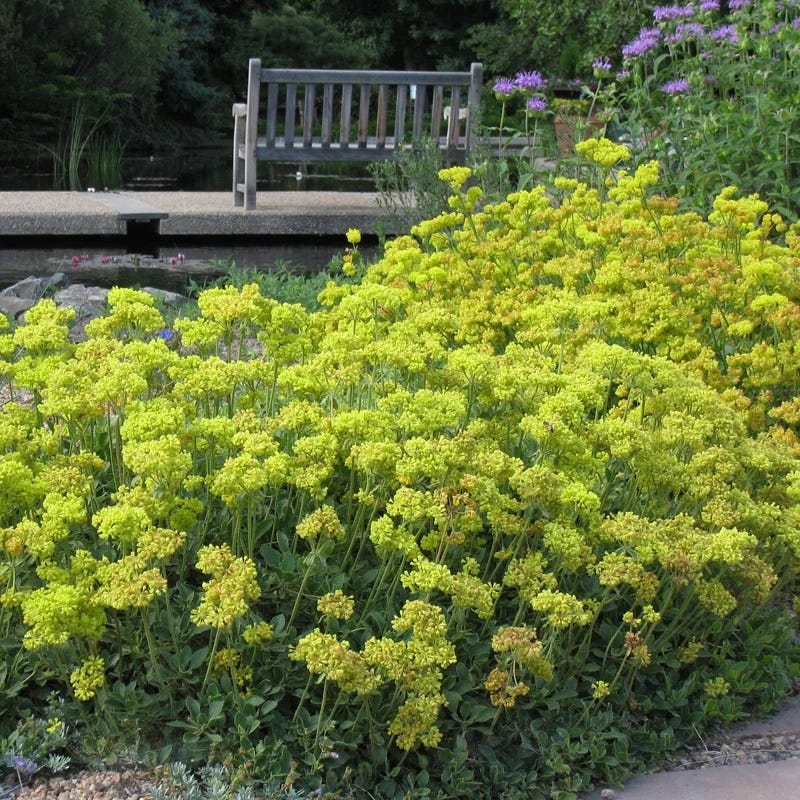 Kannah Creek® Sulphur Buckwheat
