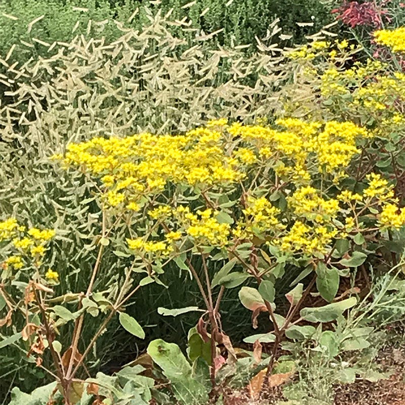 Sulphur Buckwheat Collection - Image 3