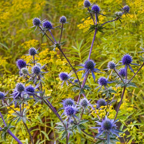 Blue Glitter Sea Holly (Eryngium) - Image 5