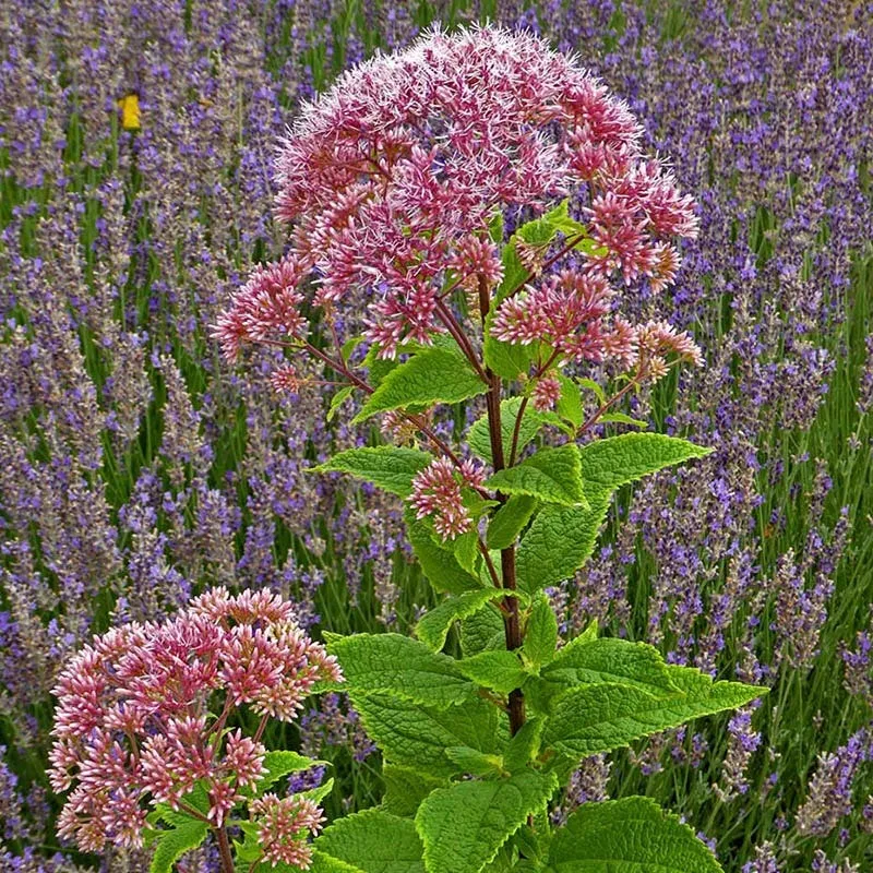 Red Dwarf Joe Pye Weed (Eupatorium) - Image 3