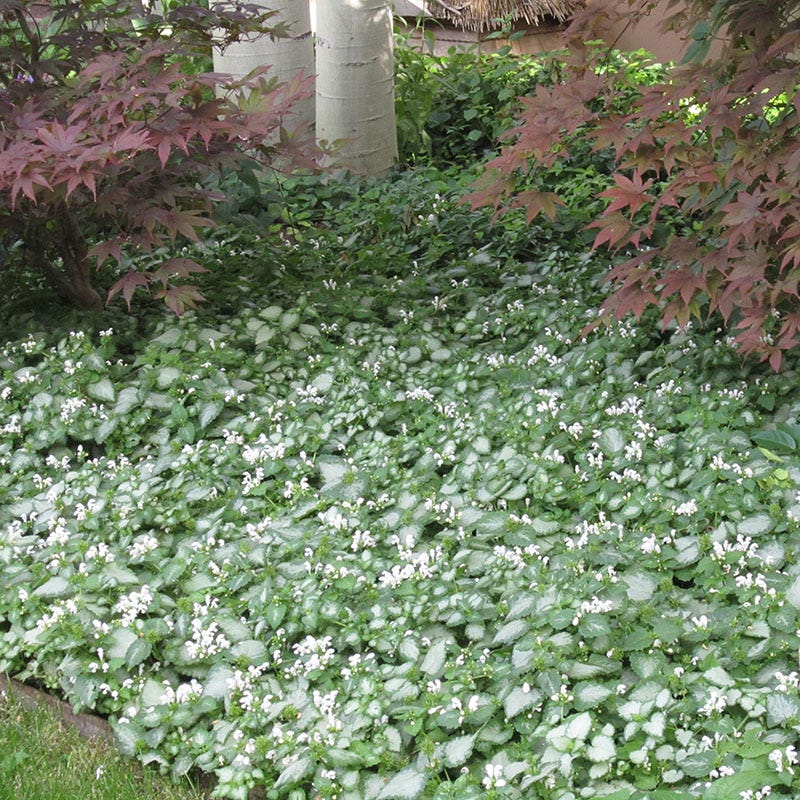 Fabulous Flowers & Foliage Shade Pre-Planned Garden - Image 10