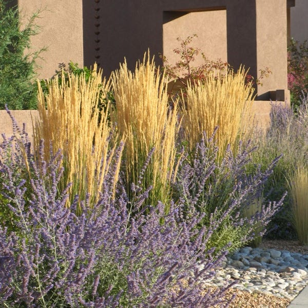 Karl Foerster Feather Reed Grass - Image 3