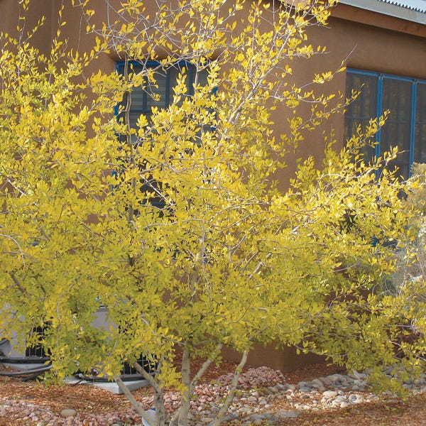 Berry Girl New Mexico Privet - Image 6