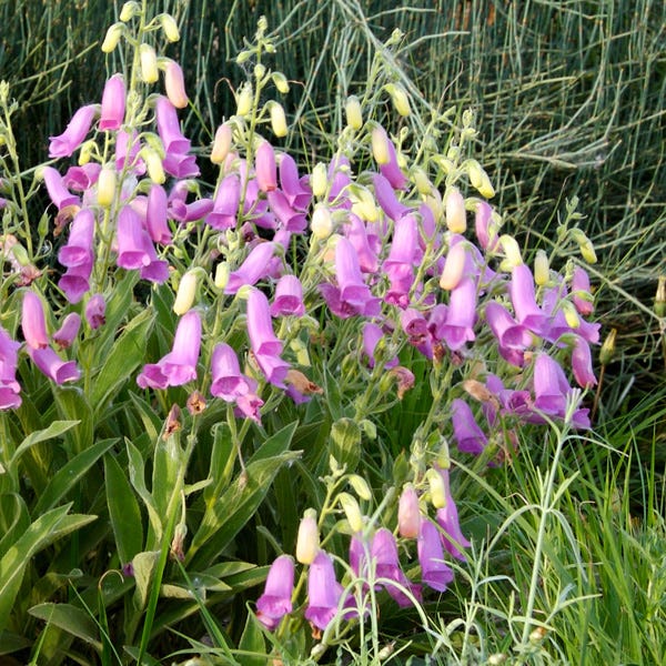 Spanish Peaks® Foxglove - Image 5