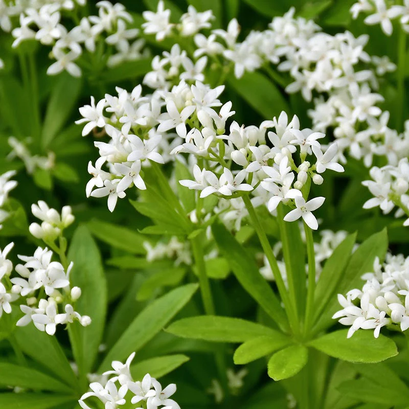 Sweet Woodruff (Galium) - Image 2