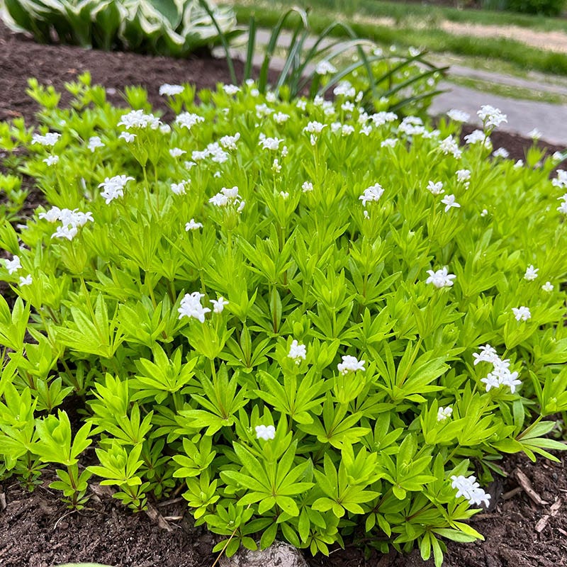 Sweet Woodruff (Galium) - Image 3