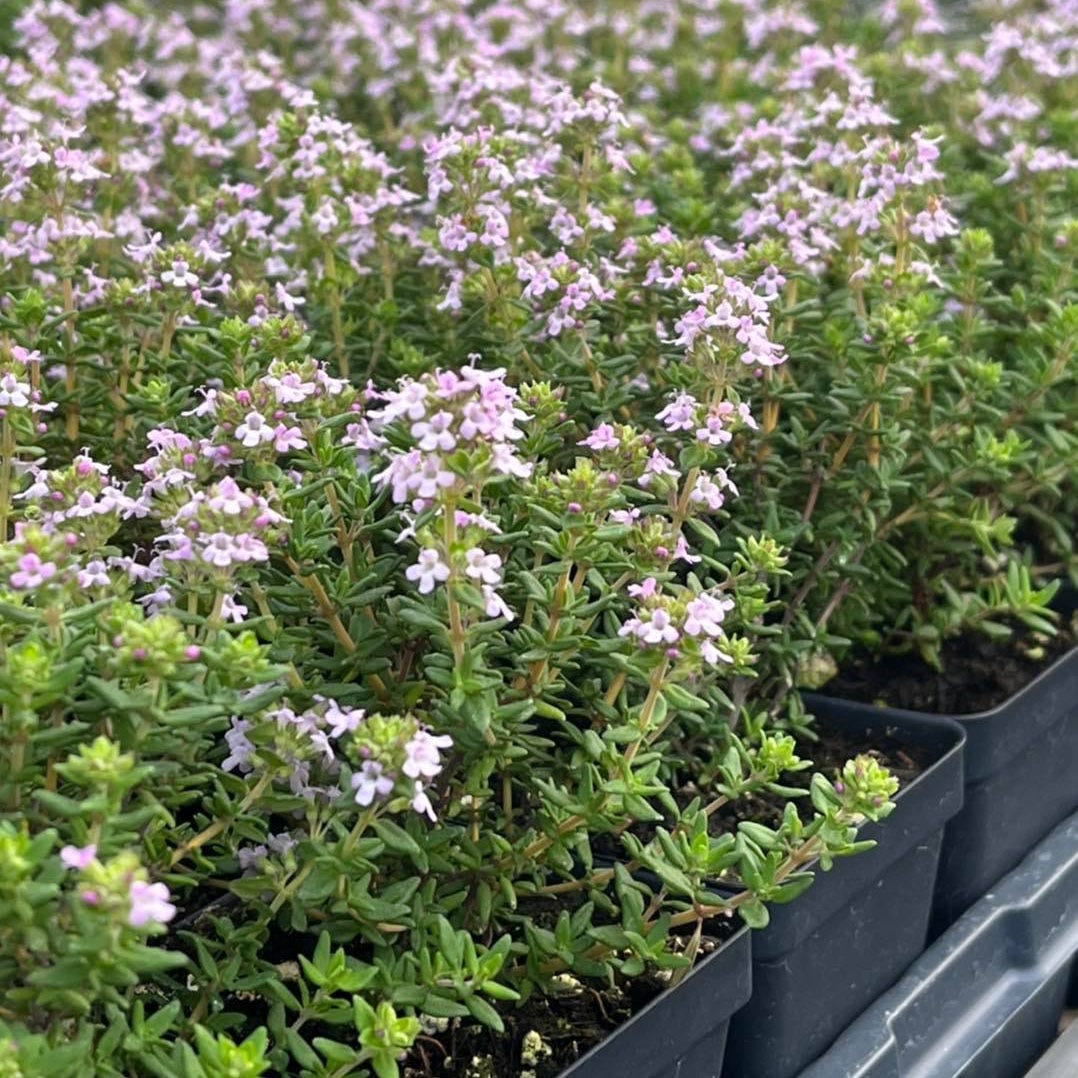Fredo Garden Thyme - Image 3