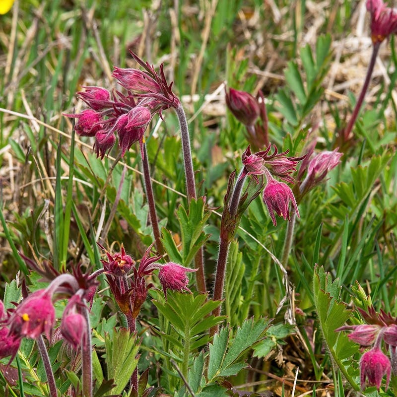 Prairie Smoke (Geum) - Image 2
