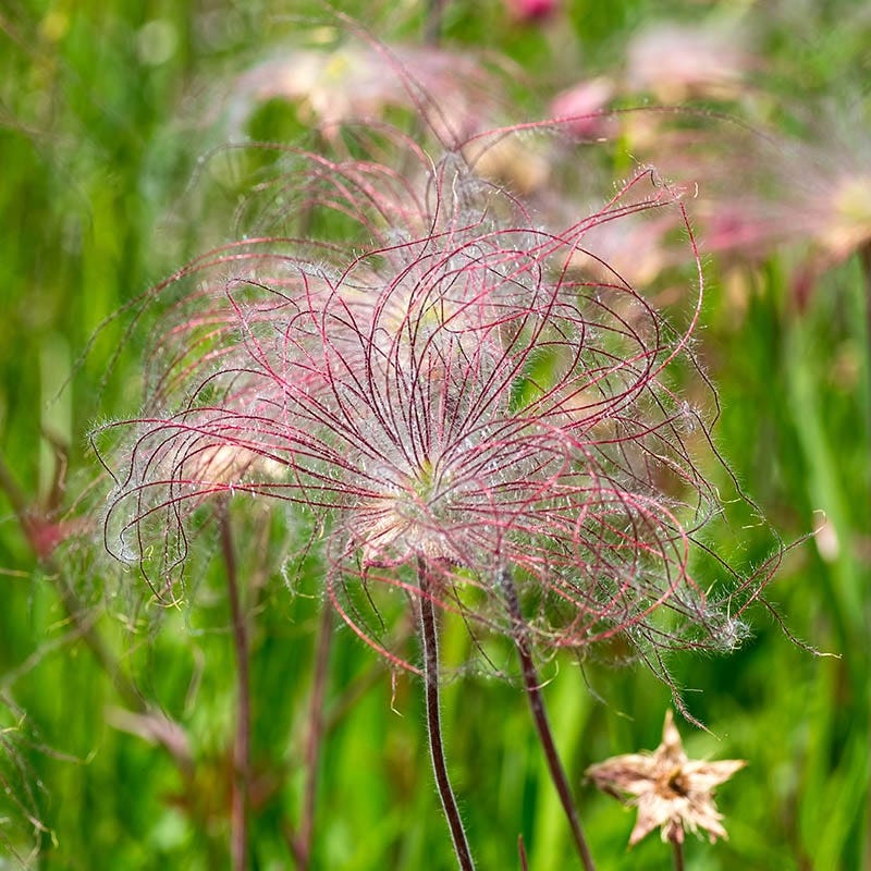 Prairie Smoke (Geum) - Image 3