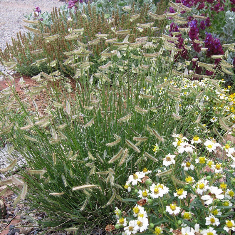 Grama Grass Collection - Image 5