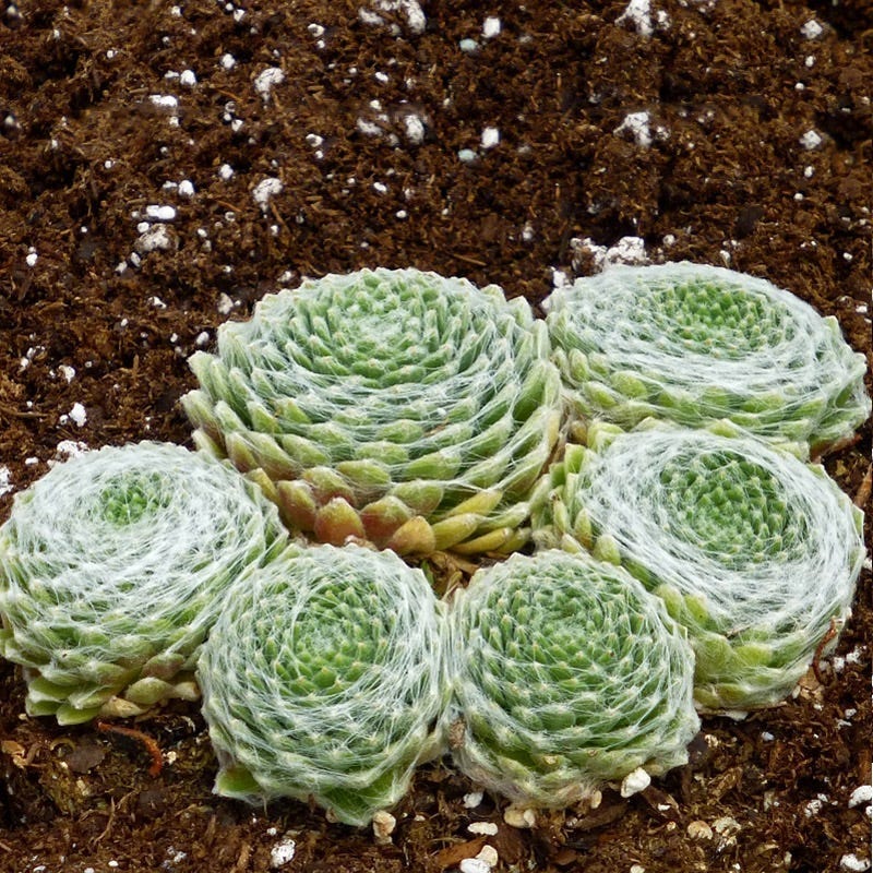 Cobweb Hens and Chicks - Image 2