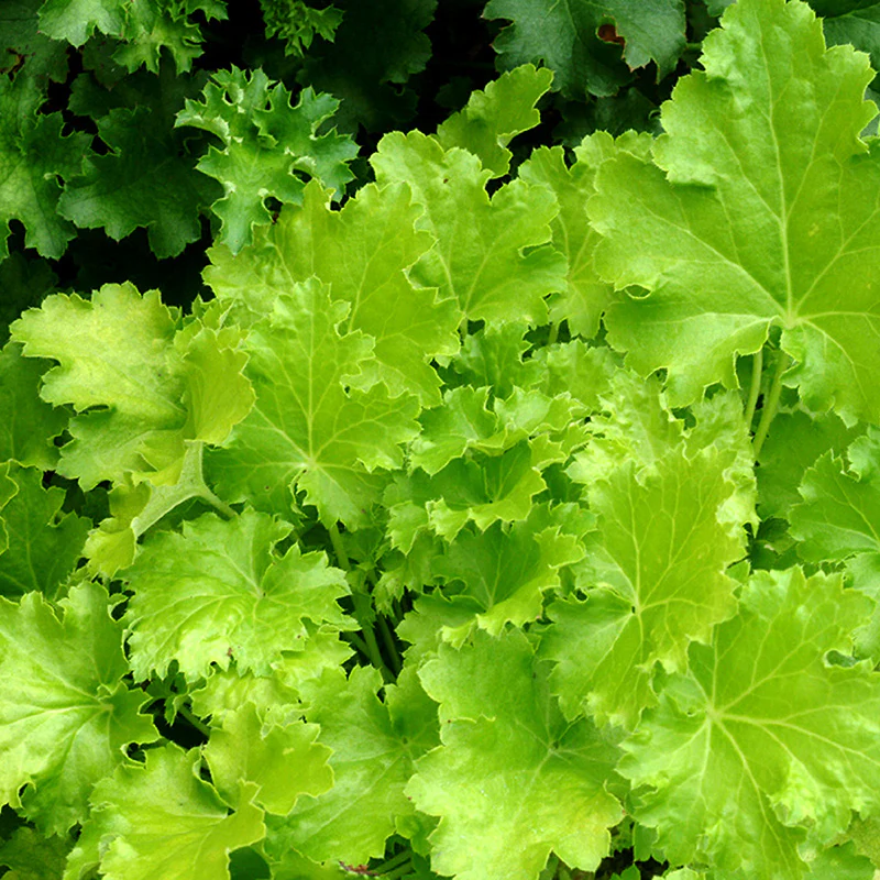 Lime Rickey Coral Bells - Image 3