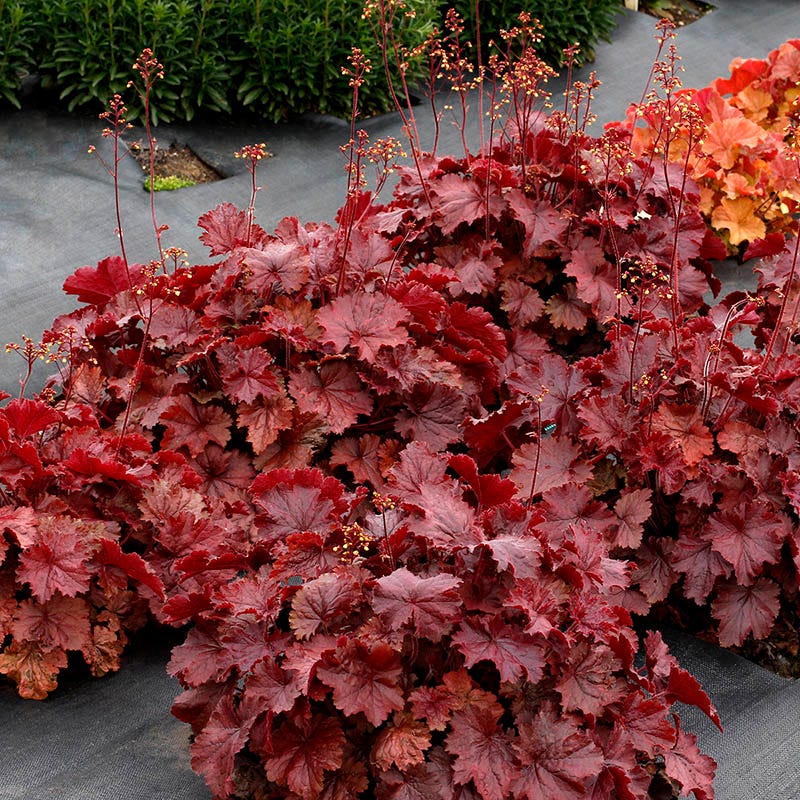 Northern Exposure™ Red Coral Bells - Image 3