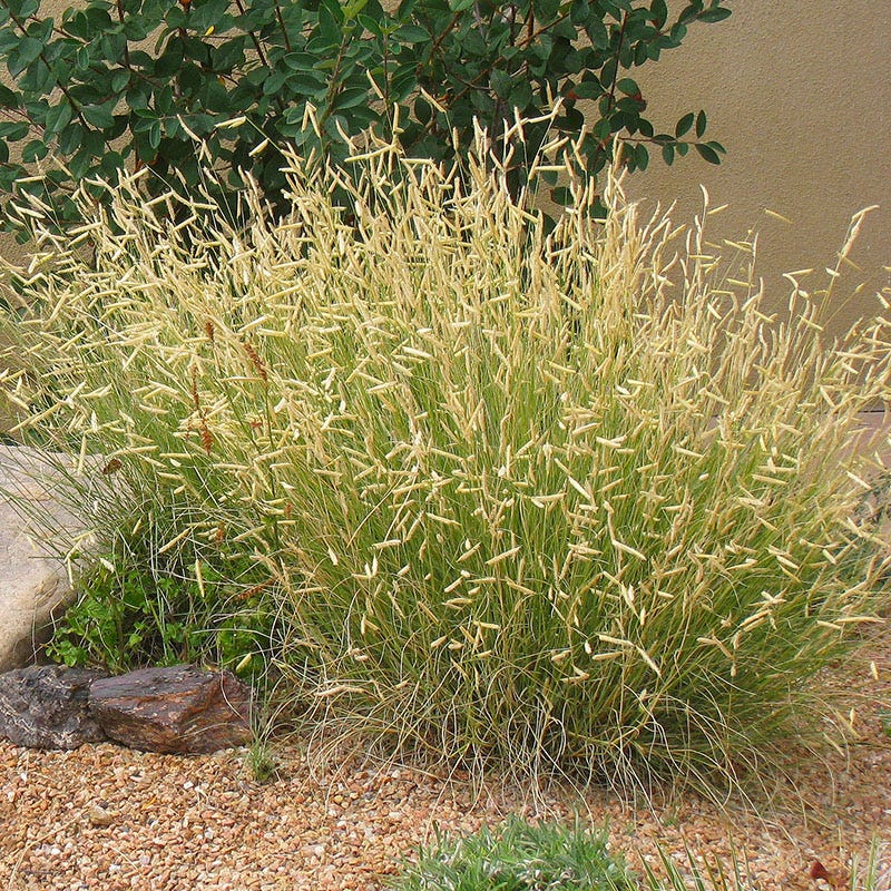 High Country Gardens Signature Collection - Image 3