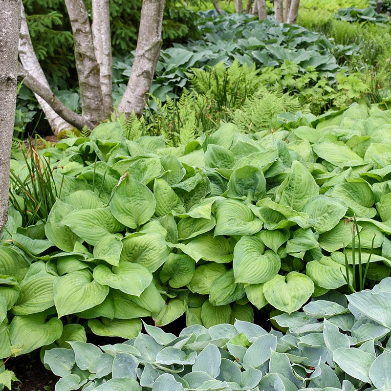 Guacamole Hosta - Image 2