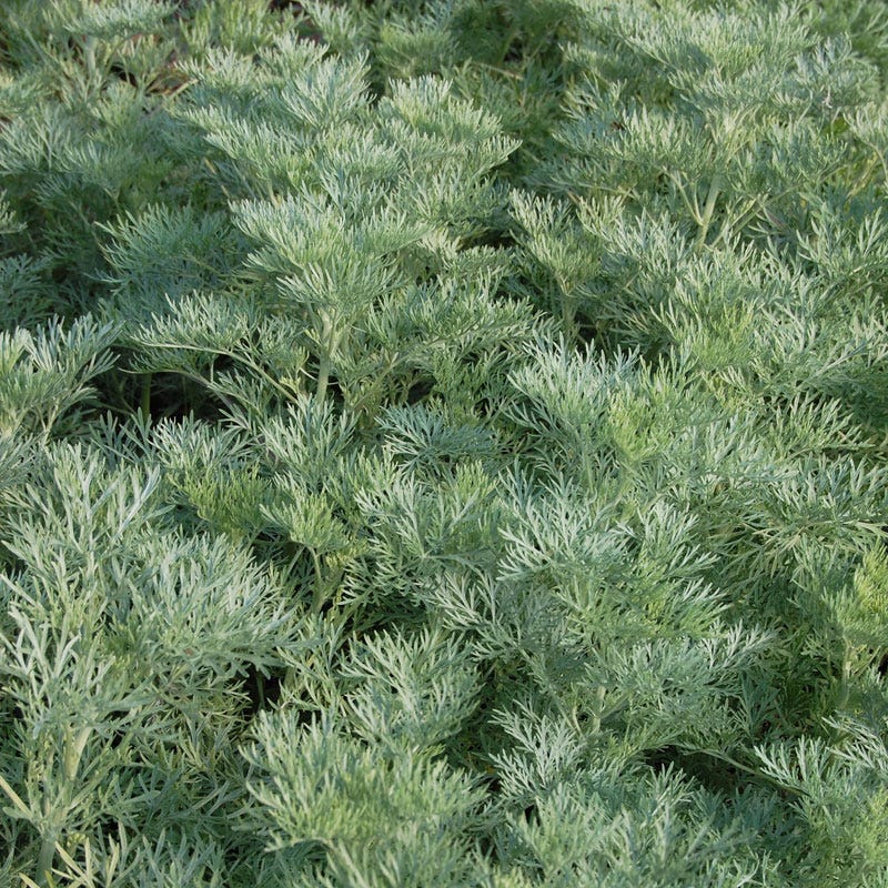 Jumbo Waterwise Pre-Planned Garden - Image 6