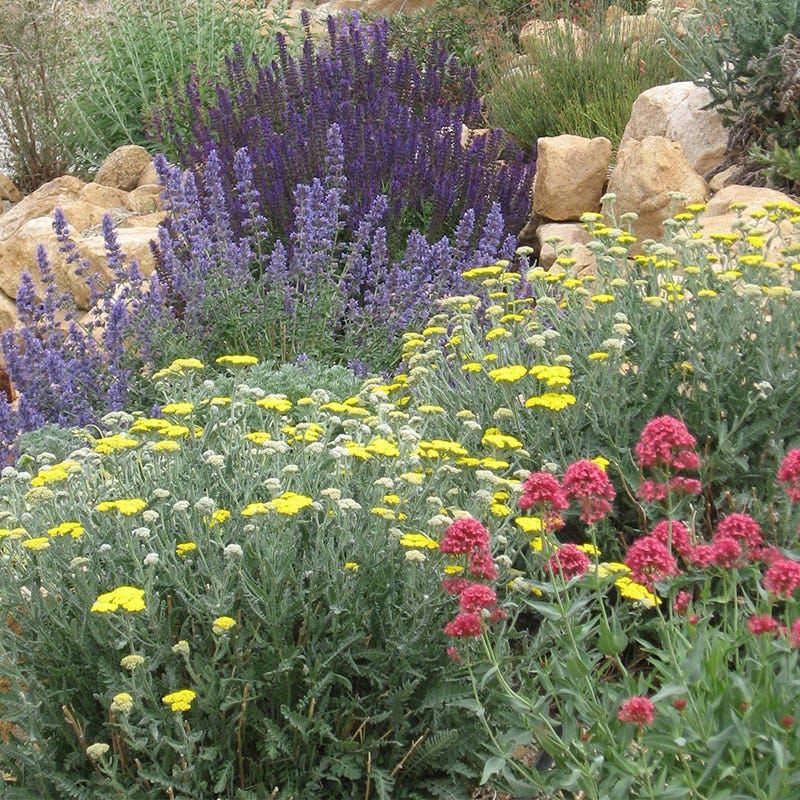 Extra Jumbo Waterwise Pre-Planned Garden - Image 5