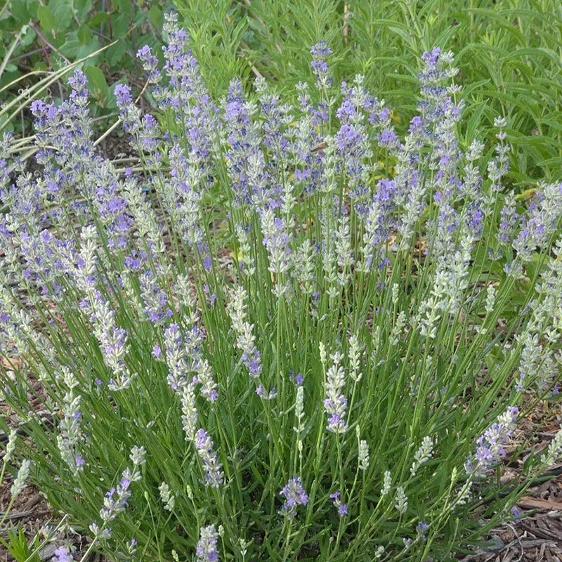 Featured Plants