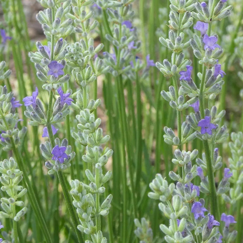 FlowerKisser® Delft Blue & White English Lavender - Image 2