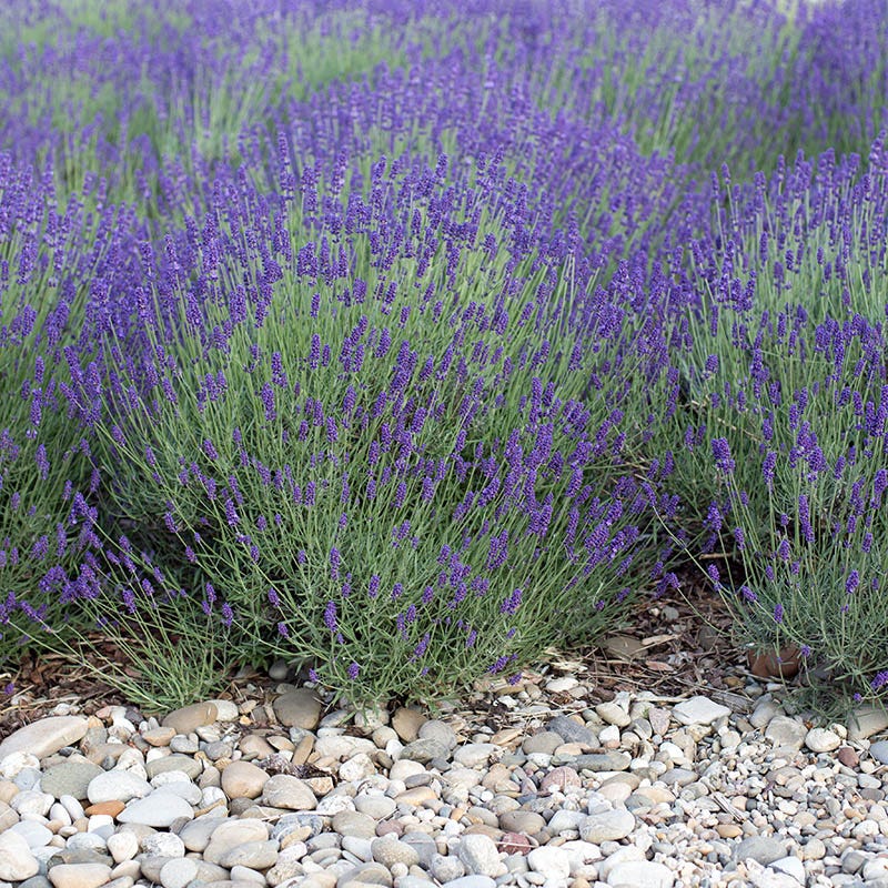 Long Blooming Lavender Collection - Image 6