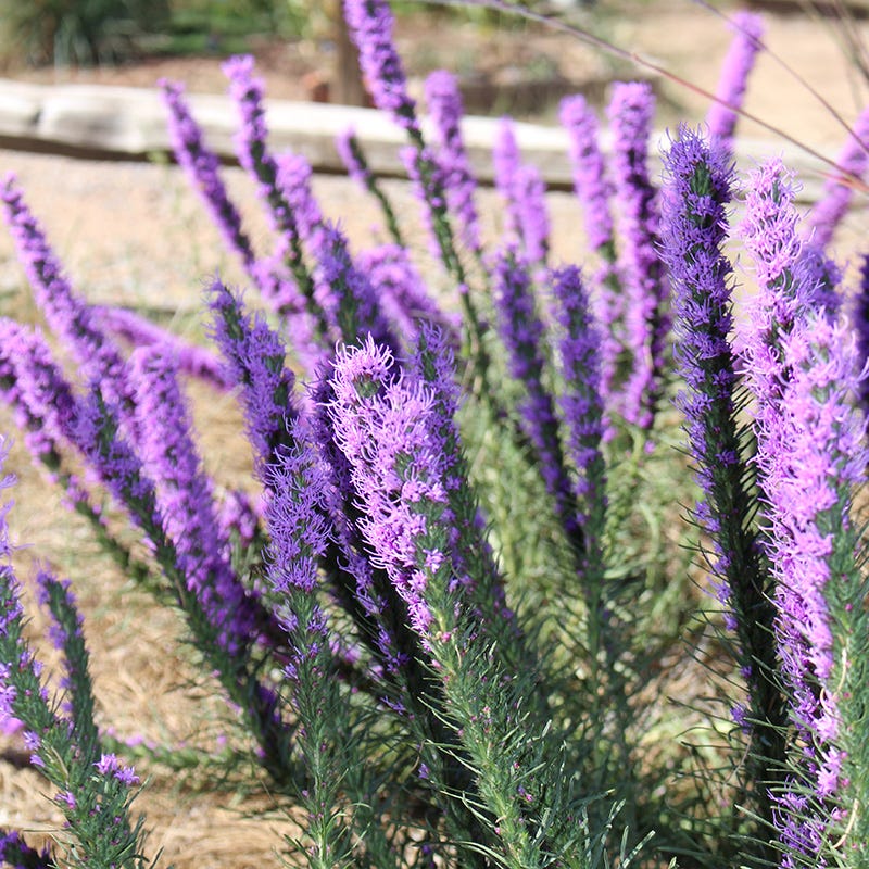Dotted Blazing Star (Liatris) - Image 4