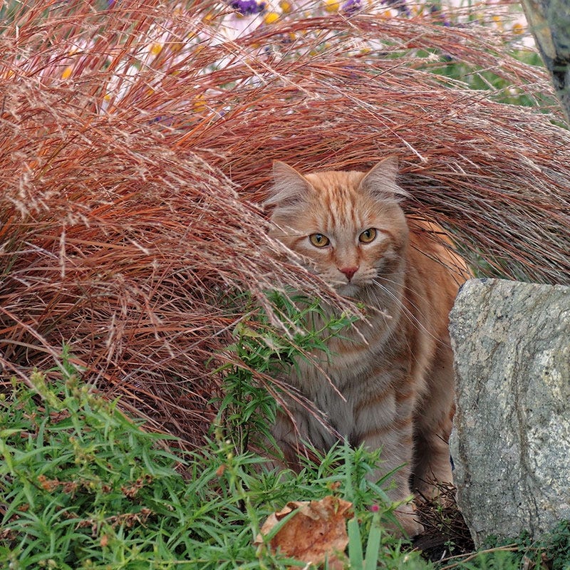 Blaze Little Bluestem Grass - Image 2