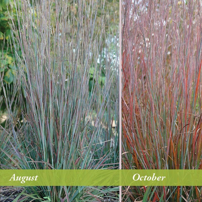 Standing Ovation Little Bluestem Grass - Image 4