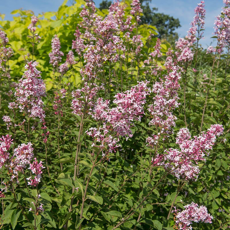 PINK ON REPEAT™ Littleleaf Lilac - Image 2