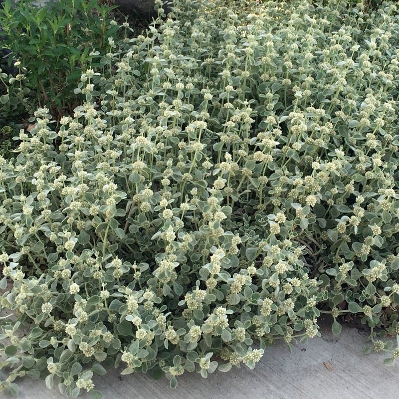 Silver Edged Horehound (Marrubium) - Image 5