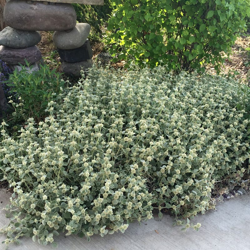 Silver Edged Horehound (Marrubium) - Image 6