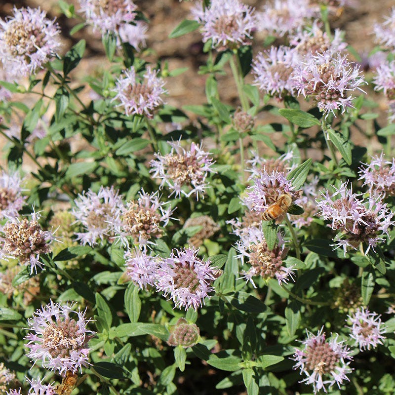 Native Intermountain West Songbird Pre-Planned Garden - Image 18