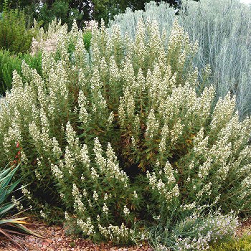 Native Intermountain West Songbird Pre-Planned Garden - Image 13