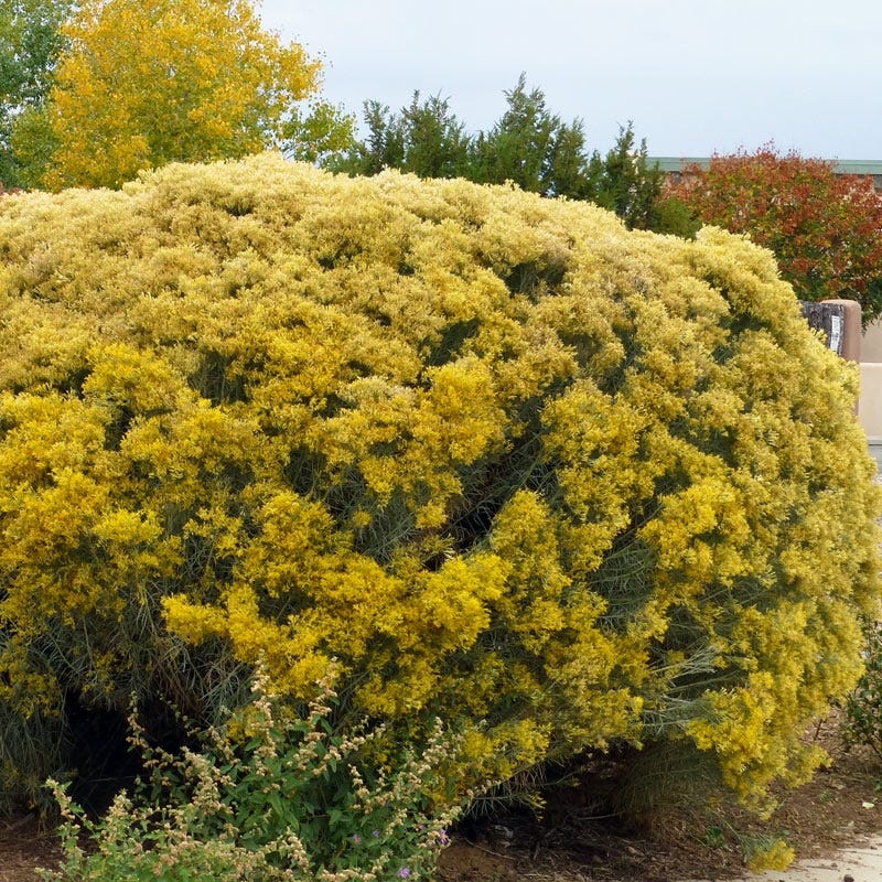 Native Intermountain West Songbird Pre-Planned Garden - Image 15