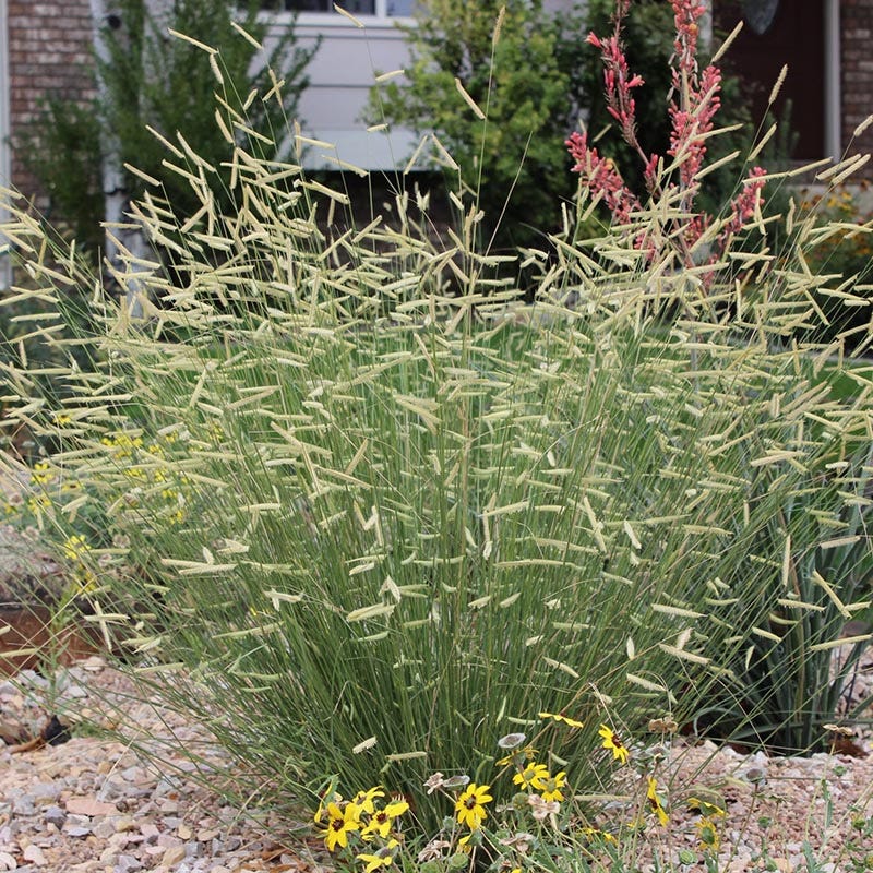 Native Intermountain West Songbird Pre-Planned Garden - Image 4