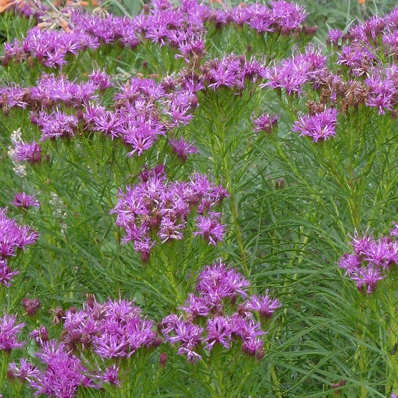 Native Midwest Songbird Pre-Planned Garden - Image 6