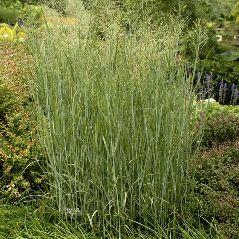 Native Northeast Songbird Pre-Planned Garden - Image 10