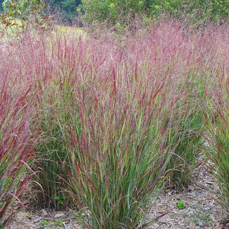 Native Northeast Songbird Pre-Planned Garden - Image 7
