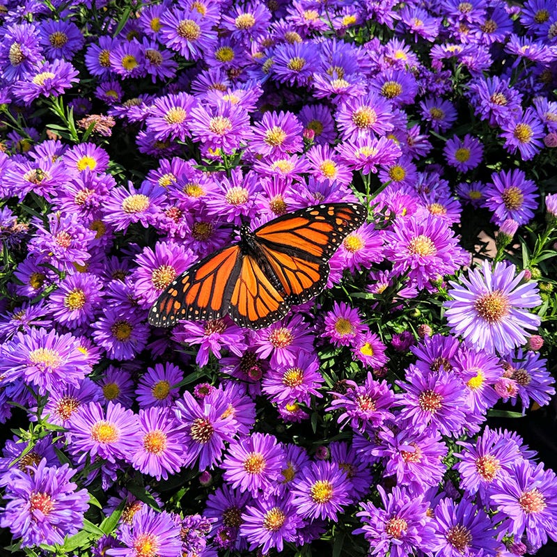 Autumn Magic Pollinator Collection - Image 4