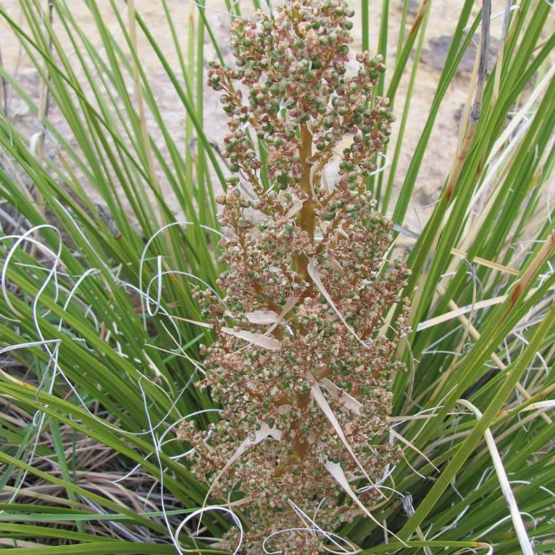 Green's Beargrass (Nolina) - Image 4