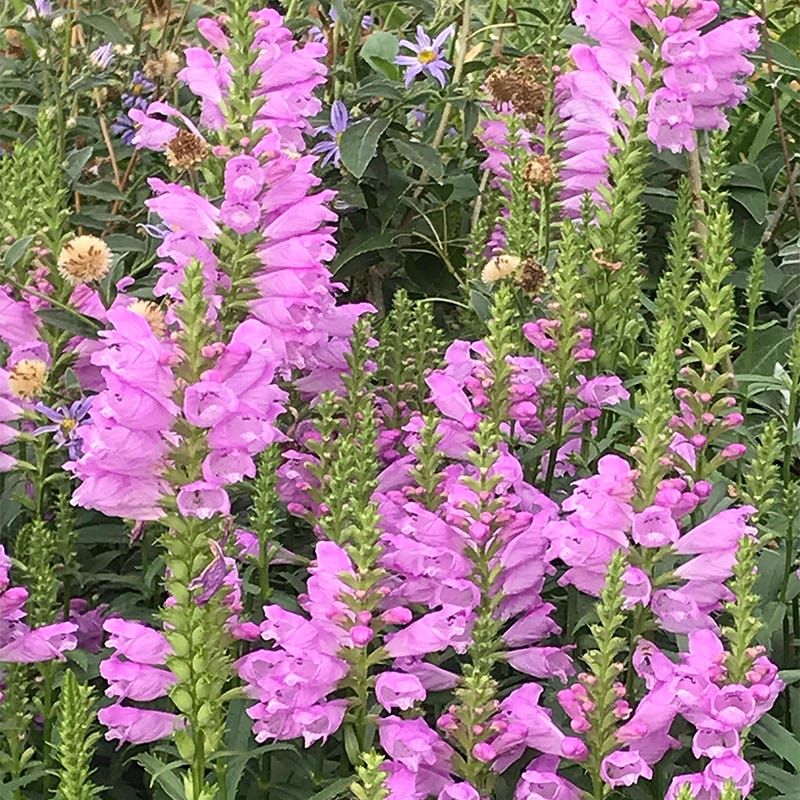 Vivid Obedient Plant - Image 2