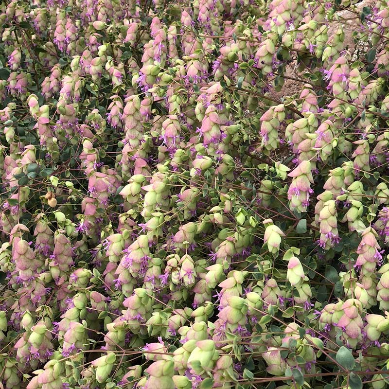 Cascading Hopflower Ornamental Oregano - Image 5