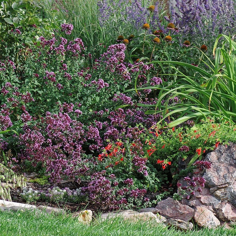 Rotkugel Ornamental Oregano - Image 6