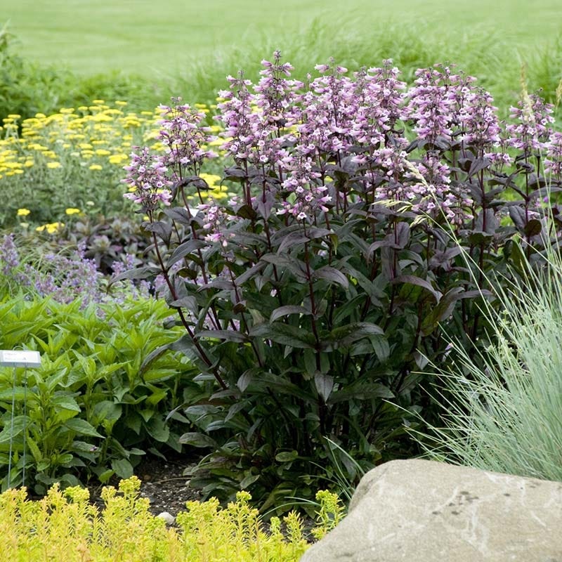 Dark Towers Penstemon - Image 3